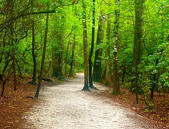 Hourly Scenic Sightseeing Tours in Waynesville