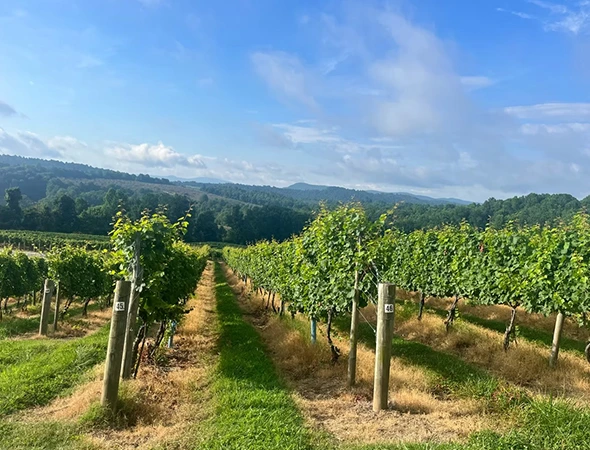 Multi-Stop Winery Tour in Asheville